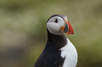 Oiseaux de mer<br>NIKON D300S, 420 mm, 500 ISO,  1/1250 sec,  f : 8 